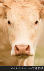 Portrait of a cow blond hair looking at camera