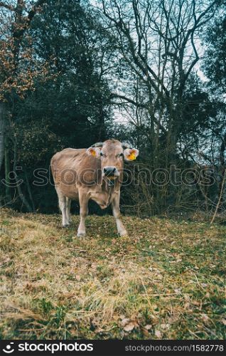 Portrait of a cow looking at camera in nature