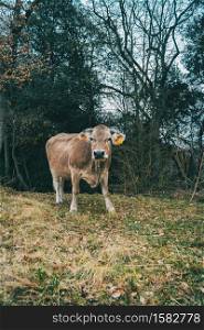 Portrait of a cow looking at camera in nature