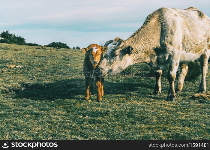 Portrait of a cow protecting her little calf and looking at the camera in a meadow