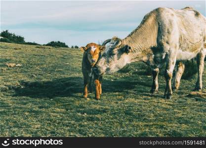 Portrait of a cow protecting her little calf and looking at the camera in a meadow
