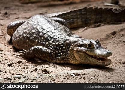Portrait of a crocodile in a reptilarium