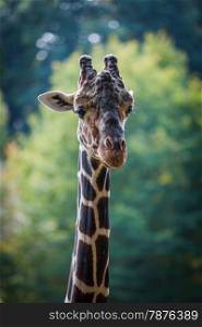 Portrait of a curious giraffe (Giraffa camelopardalis)