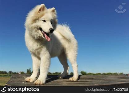 portrait of a cut purebred puppy samoyed dog, focus, on the eyes