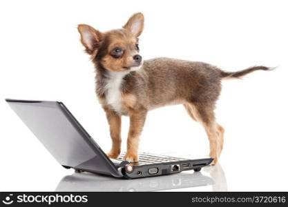Portrait of a cute chihuahua dog in front of a laptop on white background.