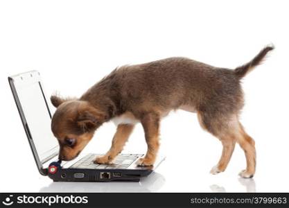 Portrait of a cute chihuahua dog in front of a laptop on white background.