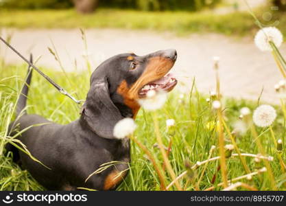 portrait of a cute dachshund dog in a field of dandelions.. portrait of a cute dachshund dog in a field of dandelions