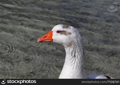 Portrait of a cute goose with bright orange beak in profile on a background of water
