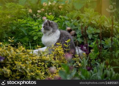 Portrait of a cute kitten in profile. Beautiful cat portrait in nature. Kitty playing in the garden with flowers on background. Cute cat fun playing on green grass.. House cat on the grass in the garden surrounded by flowers.
