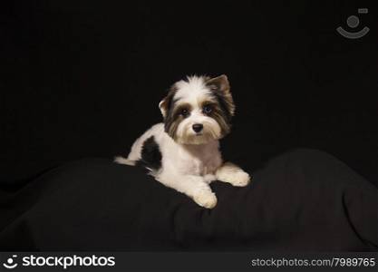 Portrait of a cute little puppy tricolor
