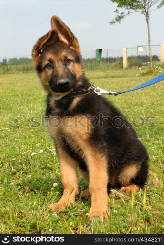 portrait of a cute puppy purebred german shepherd