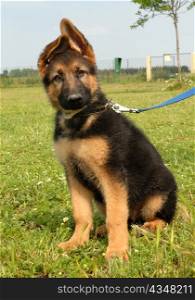 portrait of a cute puppy purebred german shepherd
