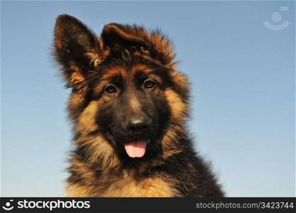 portrait of a cute puppy purebred german shepherd, focus on the eyes
