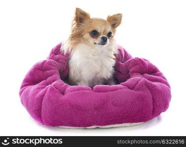 portrait of a cute purebred chihuahua in cushion in front of white background