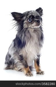 portrait of a cute purebred chihuahua in front of white background