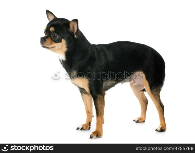 portrait of a cute purebred chihuahua in front of white background