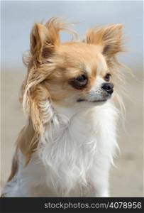 portrait of a cute purebred chihuahua on the beach