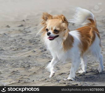 portrait of a cute purebred chihuahua on the beach