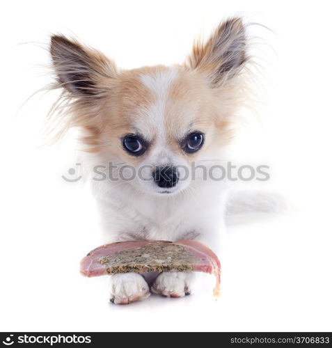 portrait of a cute purebred chihuahua who defending his meat in front of white background