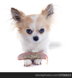 portrait of a cute purebred chihuahua who defending his meat in front of white background