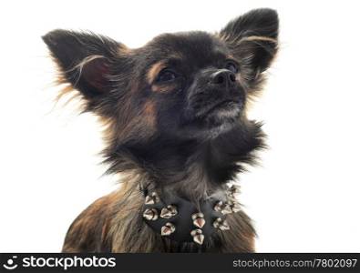 portrait of a cute purebred chihuahua with studded collar in front of white background