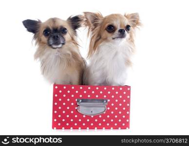 portrait of a cute purebred chihuahuas and box in front of white background