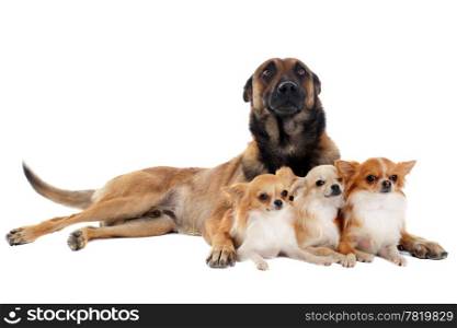portrait of a cute purebred chihuahuas and malinois in front of white background