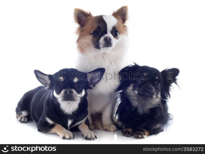 portrait of a cute purebred chihuahuas in front of white background