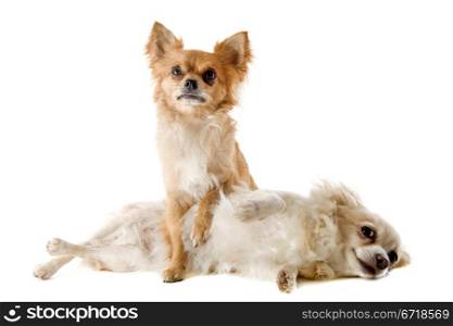 portrait of a cute purebred chihuahuas in front of white background