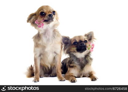 portrait of a cute purebred chihuahuas with flowers in front of white background