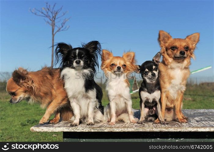portrait of a cute purebred five chihuahuas outdoors