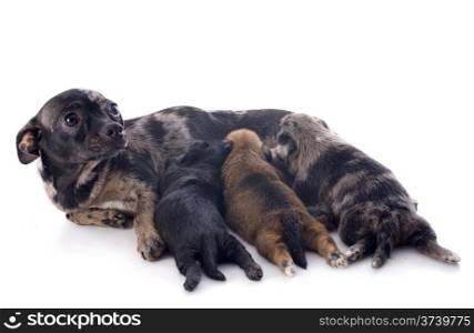 portrait of a cute purebred puppies and mother chihuahua in front of white background