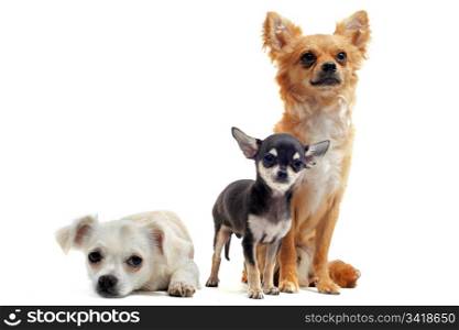portrait of a cute purebred puppies chihuahua in front of white background