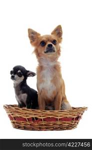 portrait of a cute purebred puppy and adult chihuahua in front of white background