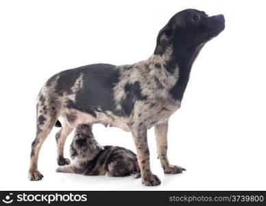 portrait of a cute purebred puppy and his mother chihuahua in front of white background