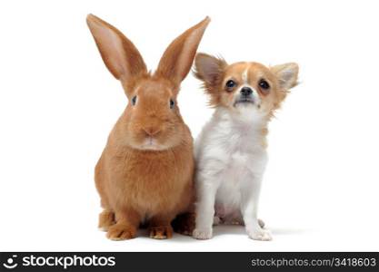 portrait of a cute purebred puppy chihuahua and bunny in front of white background