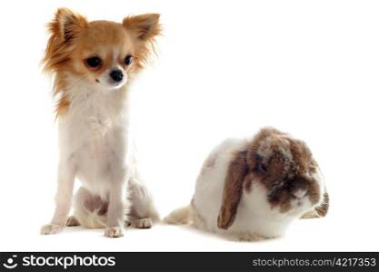 portrait of a cute purebred puppy chihuahua and bunny in front of white background
