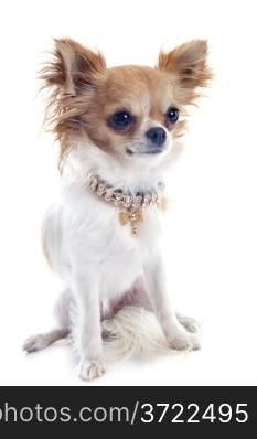 portrait of a cute purebred puppy chihuahua and collar in front of white background