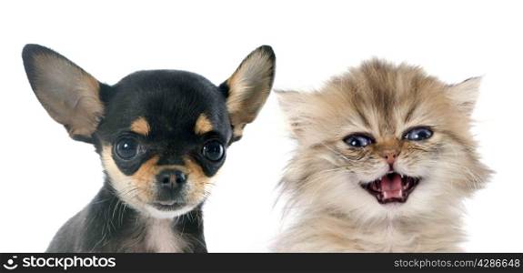 portrait of a cute purebred puppy chihuahua and persian kitten in front of white background