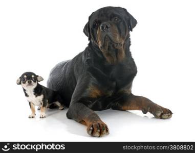 portrait of a cute purebred puppy chihuahua and rottweiler in front of white background