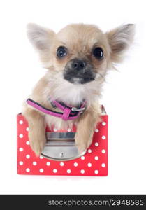 portrait of a cute purebred puppy chihuahua in front of white background