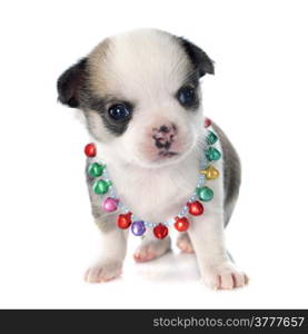 portrait of a cute purebred puppy chihuahua in front of white background