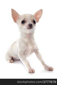 portrait of a cute purebred puppy chihuahua in front of white background