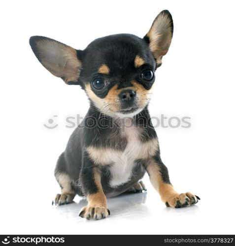 portrait of a cute purebred puppy chihuahua in front of white background