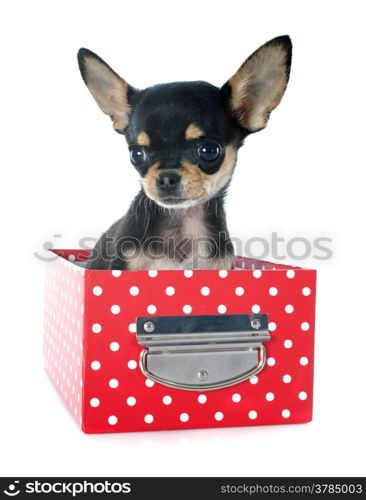 portrait of a cute purebred puppy chihuahua in front of white background