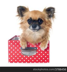 portrait of a cute purebred puppy chihuahua in front of white background