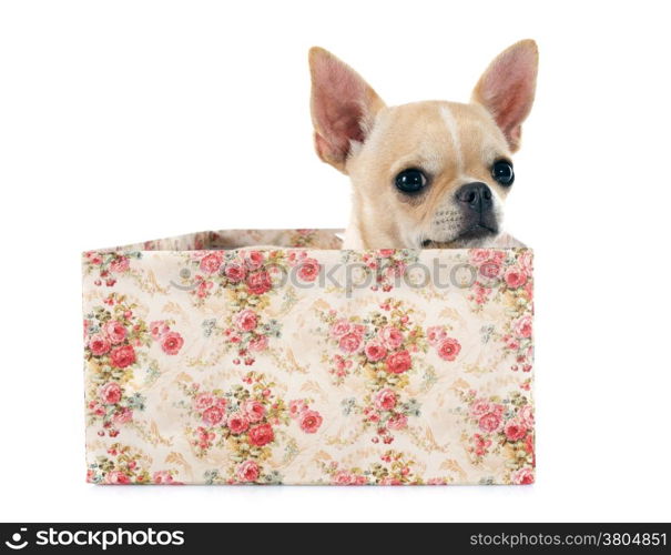 portrait of a cute purebred puppy chihuahua in front of white background