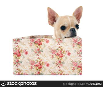 portrait of a cute purebred puppy chihuahua in front of white background