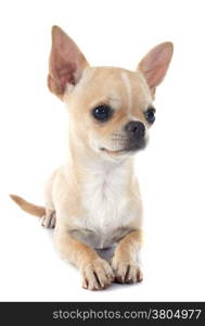 portrait of a cute purebred puppy chihuahua in front of white background