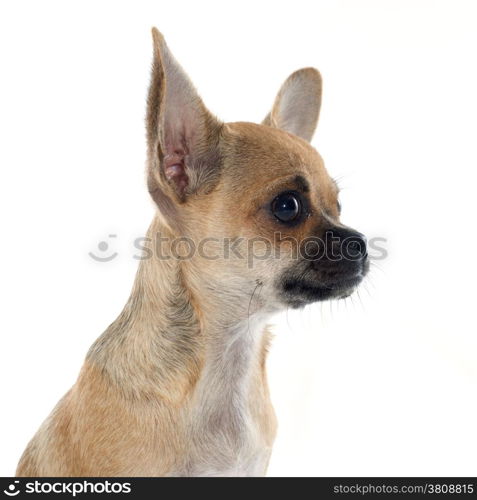 portrait of a cute purebred puppy chihuahua in front of white background